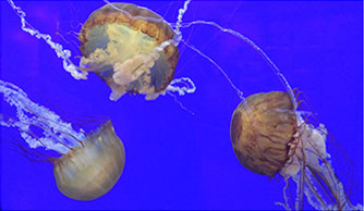 Jellyfish