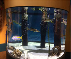 Fish Tank
